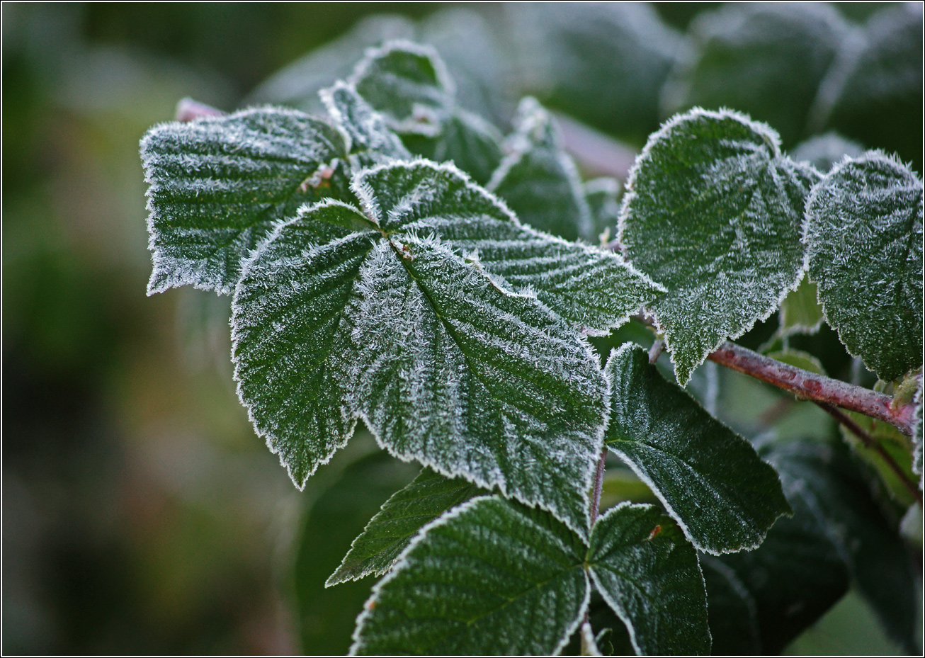 Image of Rubus idaeus specimen.