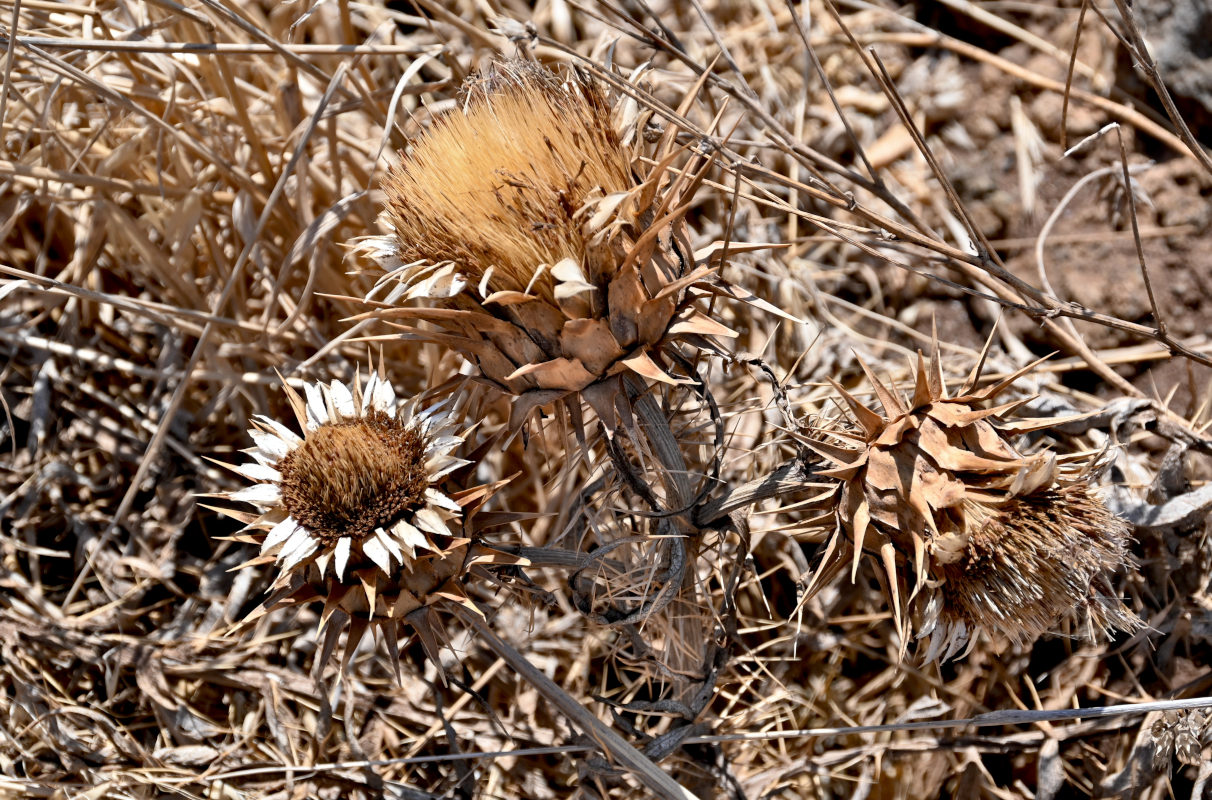 Image of Cynara cardunculus specimen.
