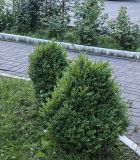 Buxus sempervirens. Вегетирующие растения. На заднем плане розы (Rosa). Волгоград, ул. Липецкая 10, территория Казанского собора. 23.05.2026.