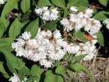Deutzia × magnifica. Соцветия и листья. Ульяновск, Заволжский р-н, посадка в частном секторе. 18.06.2026.
