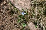 Scilla rosenii. Цветущее растение. Грузия, край Самцхе-Джавахети, Ниноцминдский муниципалитет, окр. с. Гандзани, юго-восточный склон горы Патара-Абули, выс. ок. 2400 м н.у.м., ок. камня. 7 июня 2026 г.