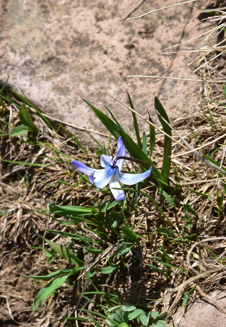 Изображение особи Scilla rosenii.