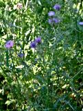Galactites tomentosus