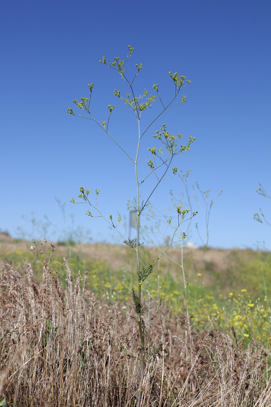 Image of Elaeosticta lutea specimen.