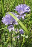 Campanula cervicaria