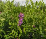 Vicia amoena