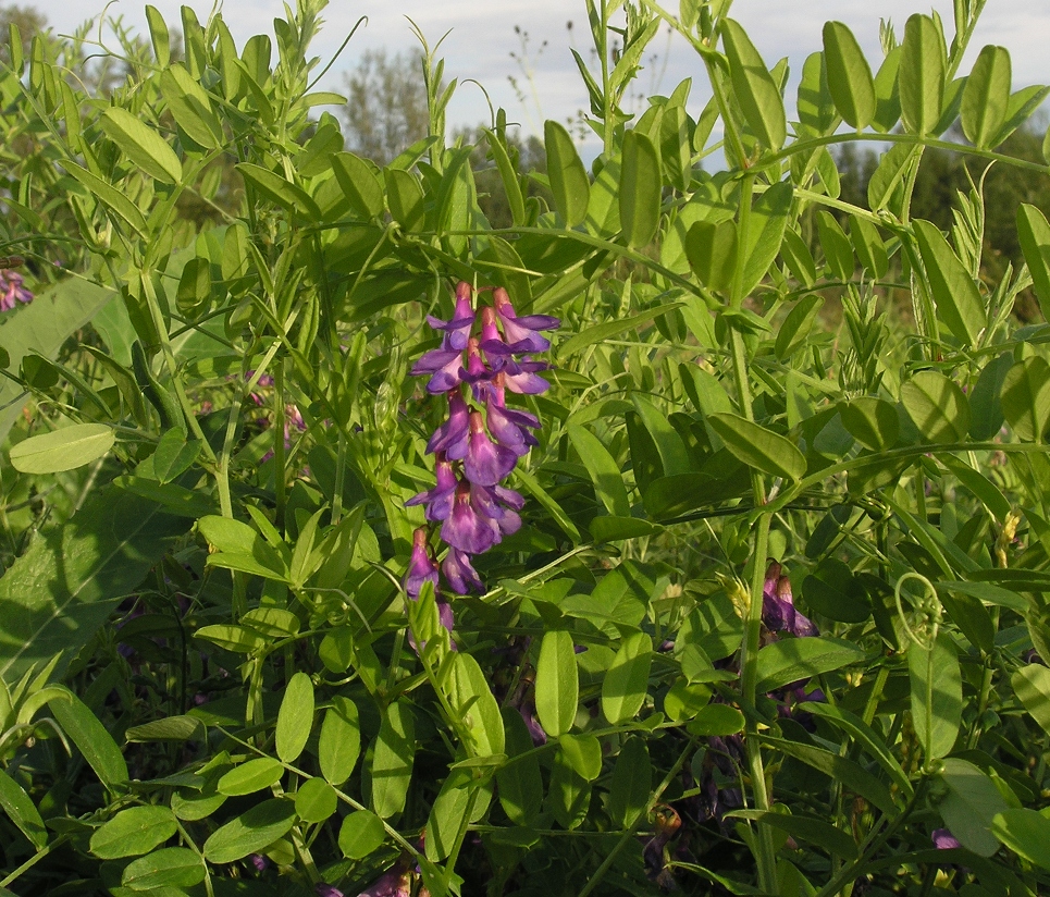 Image of Vicia amoena specimen.