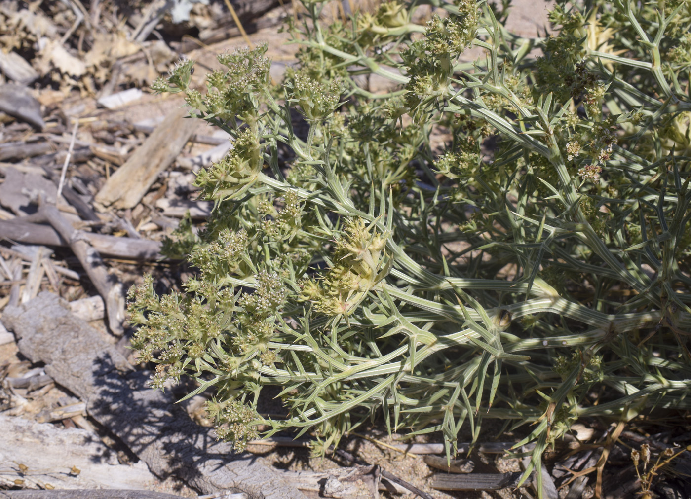 Image of Echinophora spinosa specimen.