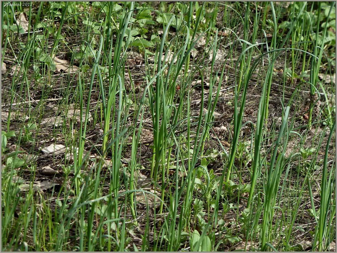 Image of Allium oleraceum specimen.