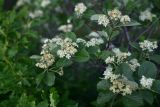 unknown species. Верхушка цветущей веточки. Турция, ил Артвин, р-н Юсуфели, выше дер. Гюльпынар, выс. 1745 м н.у.м., склон. 13 июня 2026 г.