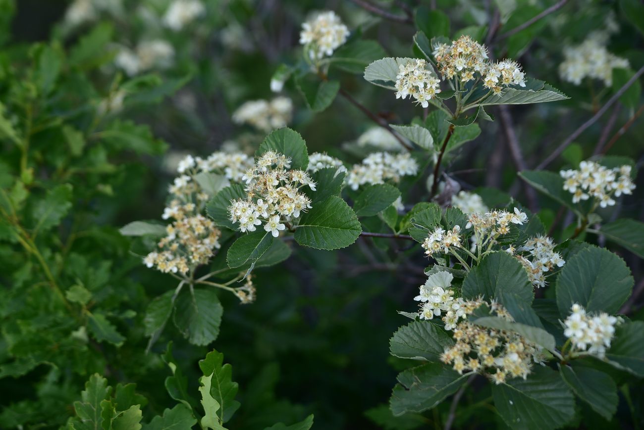 Image of Sorbus graeca specimen.
