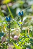 род Gentiana