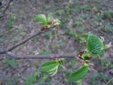 Corylus avellana