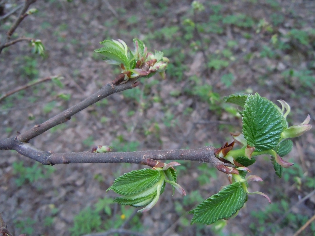 Image of Corylus avellana specimen.