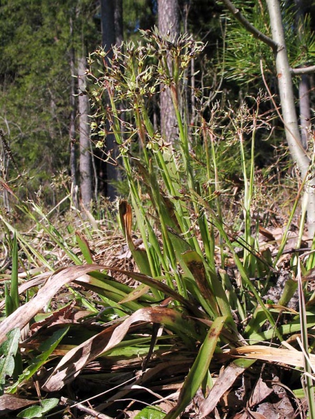 Image of Luzula pilosa specimen.