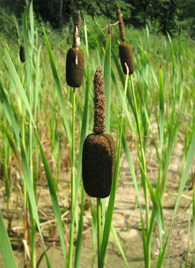 Изображение особи Typha elata.