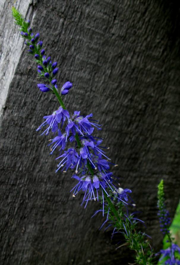 Image of Veronica taigischensis specimen.