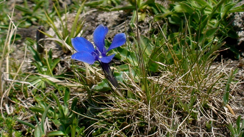 Image of Gentiana pontica specimen.