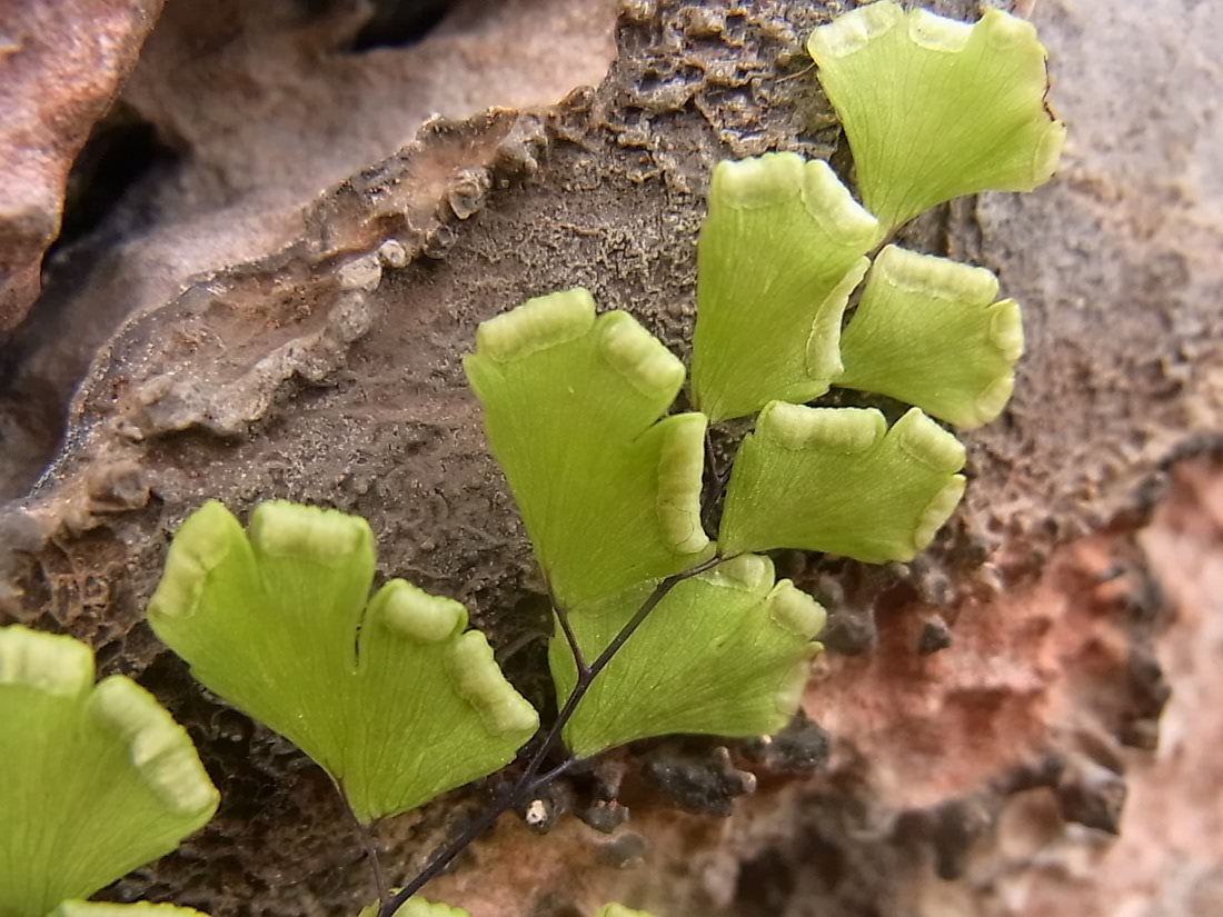 Изображение особи Adiantum capillus-veneris.