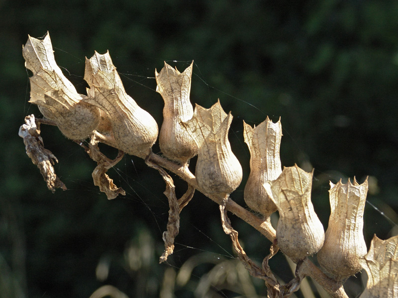 Image of Hyoscyamus niger specimen.