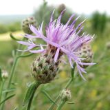 Centaurea