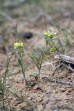 Alyssum turkestanicum variety desertorum. Цветущее растение. Узбекистан, Джизакская обл., бугристые закрепленные пески у южного берега оз. Айдаркуль. 26.03.2011.