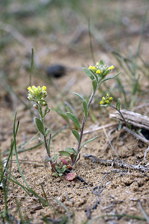 Изображение особи Alyssum turkestanicum var. desertorum.