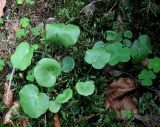 Soldanella montana