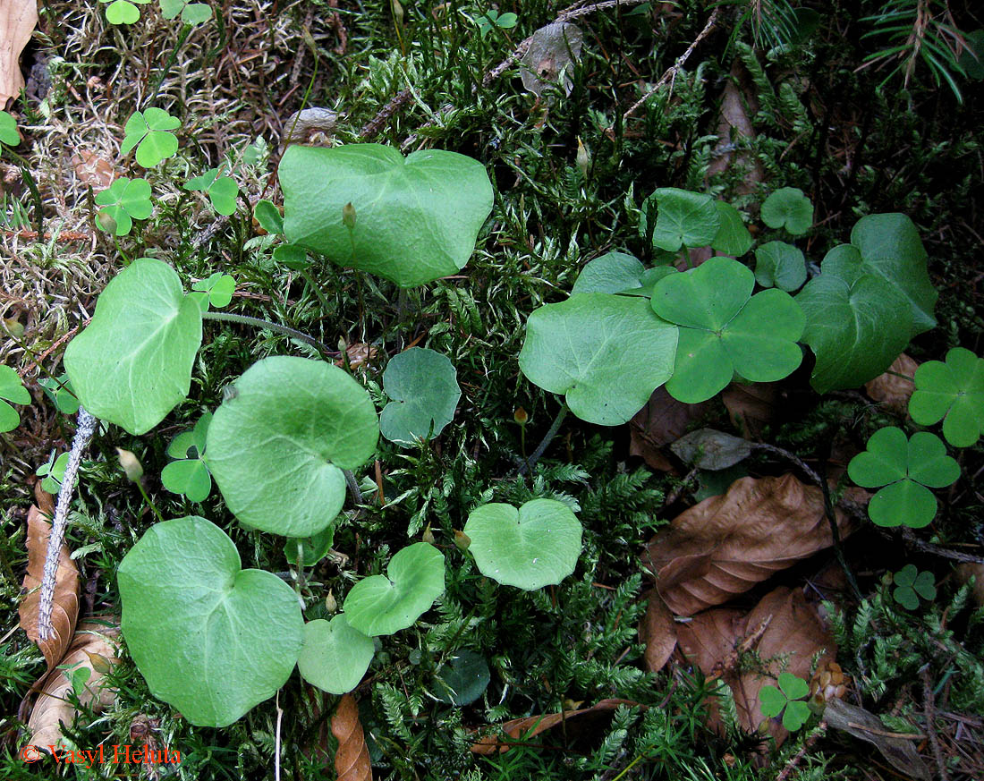 Image of Soldanella montana specimen.