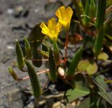 Oxalis stricta