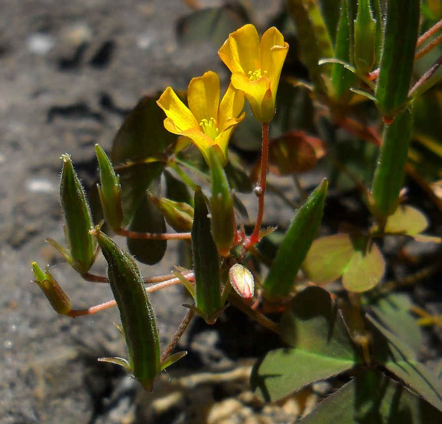 Изображение особи Oxalis stricta.