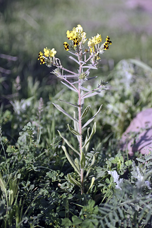 Изображение особи Arnebia coerulea.