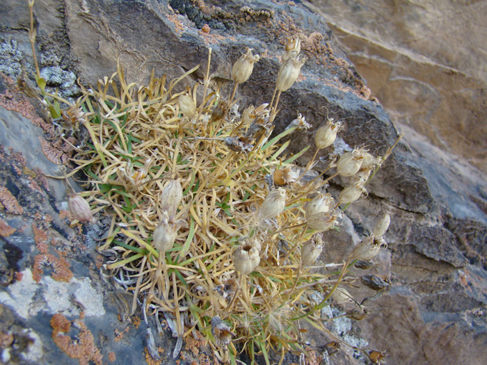 Изображение особи Silene samarkandensis.