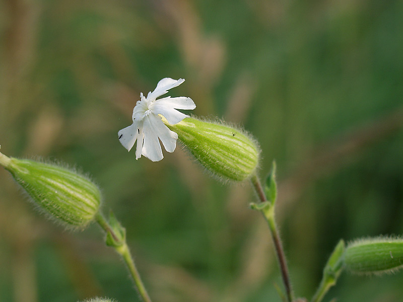 Image of Melandrium album specimen.