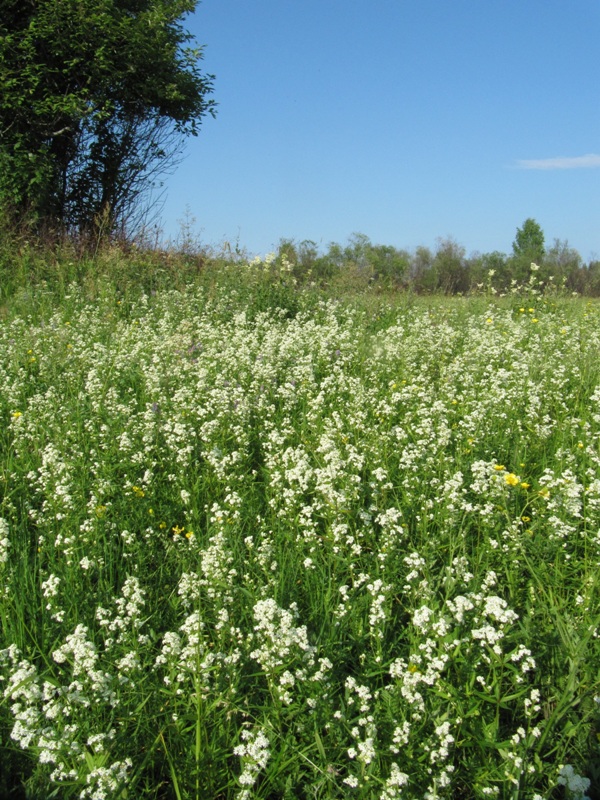 Image of Galium boreale specimen.