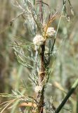 Cuscuta approximata