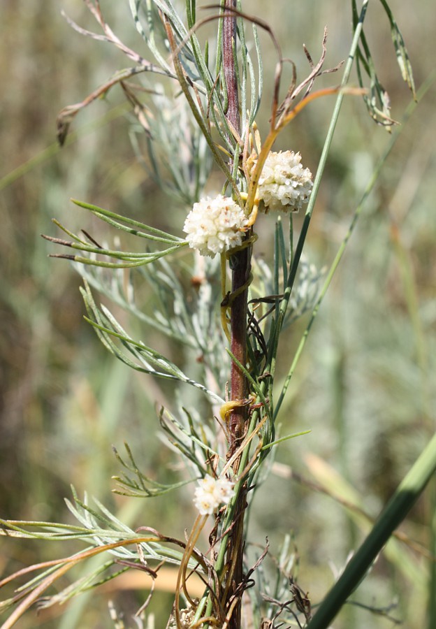 Изображение особи Cuscuta approximata.