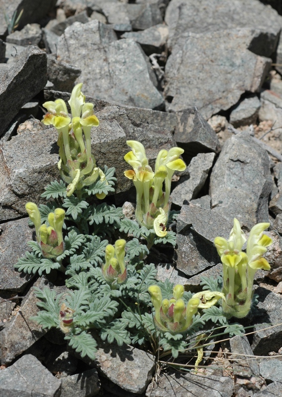 Изображение особи Scutellaria przewalskii.