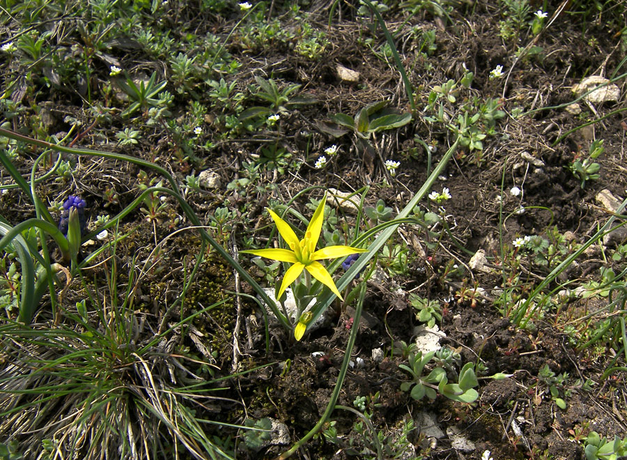 Image of Gagea taurica specimen.