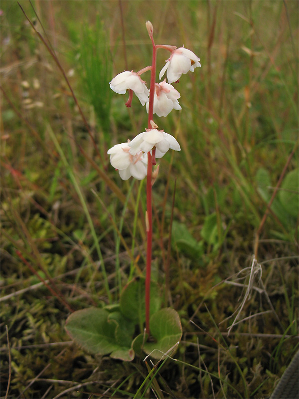 Image of Pyrola rotundifolia ssp. maritima specimen.