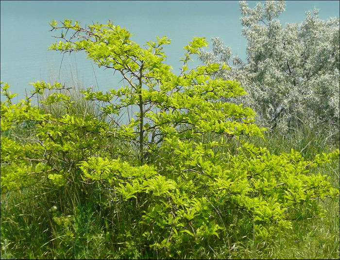 Изображение особи Gleditsia triacanthos.