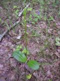 Platanthera bifolia. Растение с бутонами. Курская обл., Железногорский р-н, лес у фабрики окомкования МГОКа. 28 мая 2008 г.