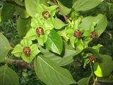 Diospyros kaki
