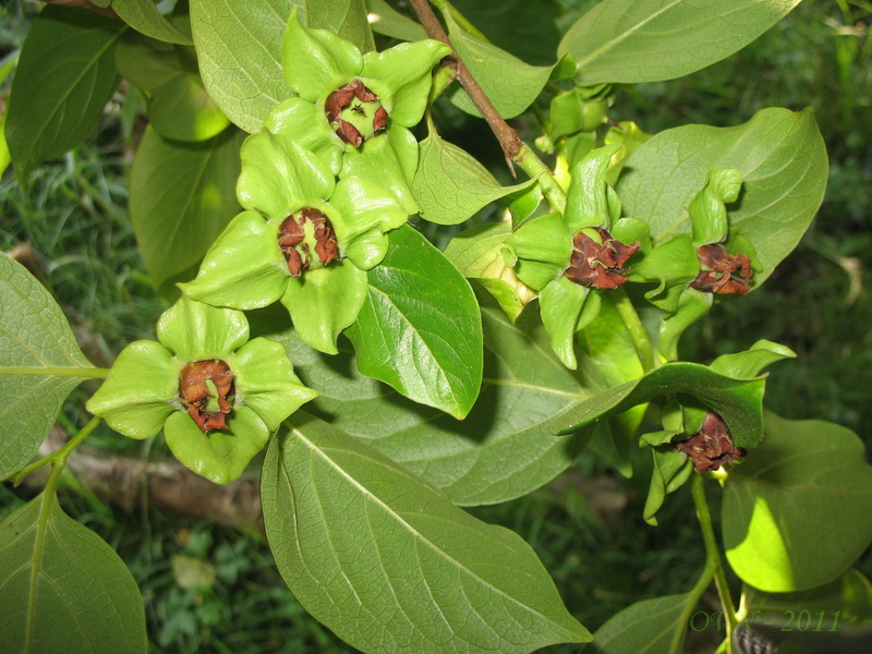 Изображение особи Diospyros kaki.