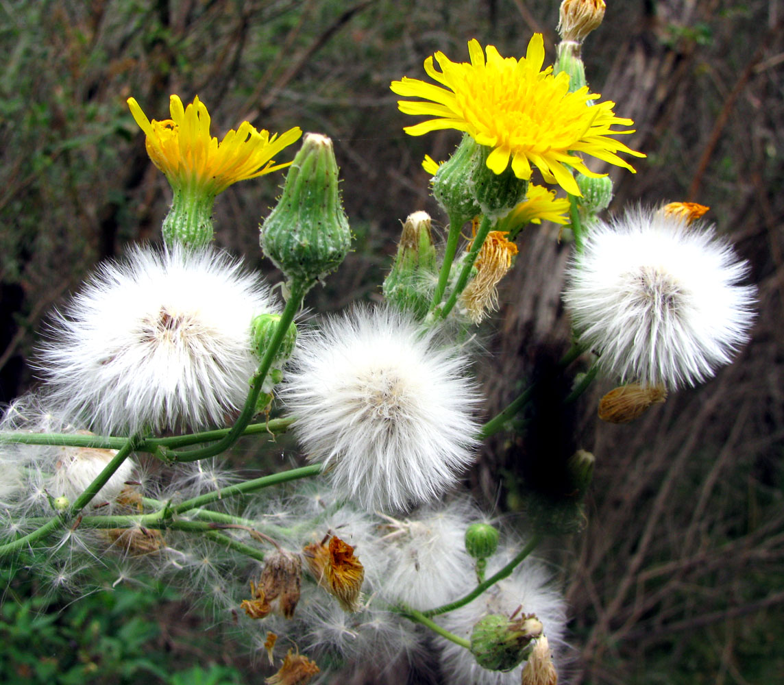 Image of Sonchus arvensis specimen.