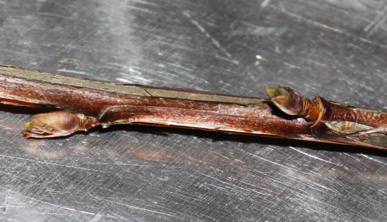 Image of Ribes alpinum specimen.