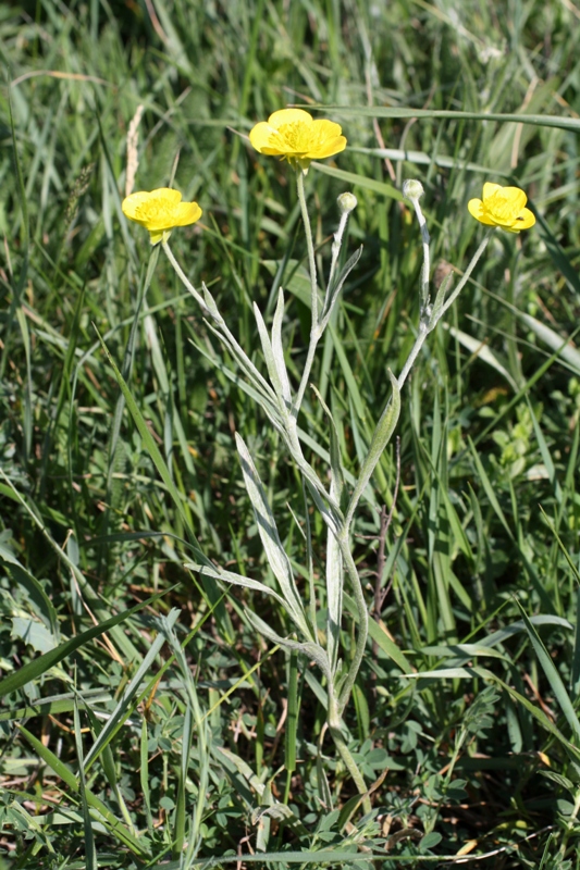 Изображение особи Ranunculus illyricus.