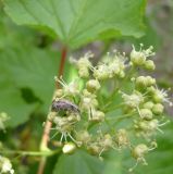 Acer tataricum