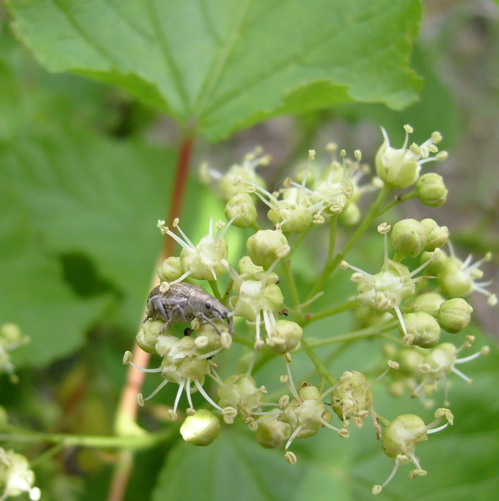 Image of Acer tataricum specimen.