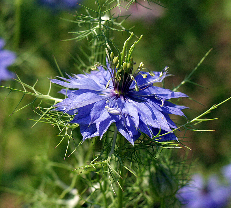 Изображение особи Nigella damascena.